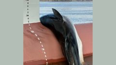 New Jersey Whale Whales Death Fin Gloucester City