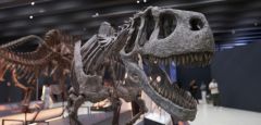 South America Conicet Dinosaur Predator Aonikenk Tehuelche Kostensuchus