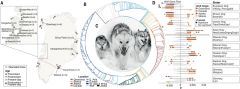 Greenland Sled Dogs Inuit Qimmit Study