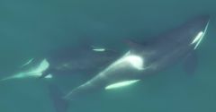 Pacific Northwest Orcas Washington State Salish Sea Kelp Dr Weiss