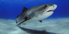 Sharks Cocaine Study Caffeine Bahamas Substances
