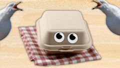 Gulls Researchers Boxes Eyes Journal Ecology Eye