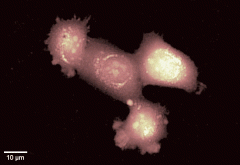 Dhm Digital Holographic Fluorescence Microscopy Park Systems Imaging