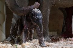 Zoo Year Columbus Rita Jean Columbus Zoo Calf