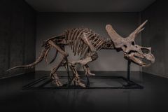 Dinosaur Trey Triceratops Skeleton Auction Market Fossil