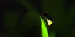 Fireflies Light Species Southeast Asia Atp Florida Waters
