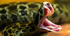 Snake Venom Researchers Species Fischer's Tree Snake Fischer's