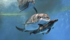 Zoo Dolphin Calf Dolphin Mothers Brookfield Birth