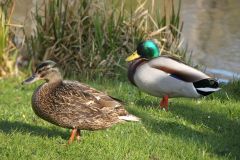 Birds Sex Mammals Advantage Selection Life