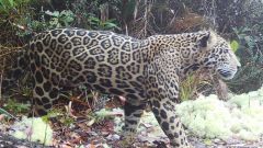 Jaguar Honduras Jaguars Conservation Species Pico Bonito National Park