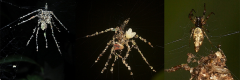 Species Spiders Spider Experience Ad Nautilus Members