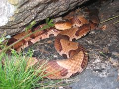 Massachusetts Copperhead Attleboro Snake Residents Snakes