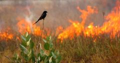 Fire Forest Fires Wildfires Sierra Nevada Birds
