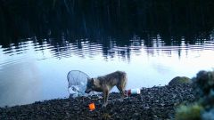 Wolves Crab Wolf Traps Trap Researchers