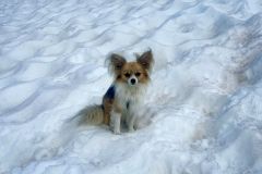 Wolf Dna Wolf Dogs Dog Wolves Breeds