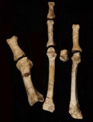 Species Foot Study Time Evolution Lucy