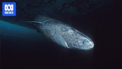 Eyes Dr Greenland Shark Sharks Light