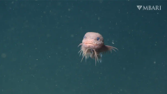 Snailfish Species Sea Fish New York Times Researchers