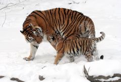 Tigers Caspian Tigers Nature Reserve Kazakhstan Years Part