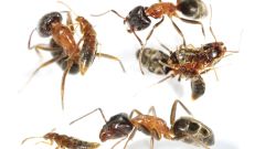 Beetle Ant Ants Pheromones Biology Parker