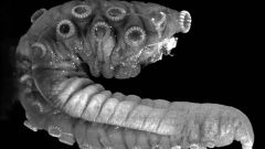 Octopus Octopuses Hectocotylus Males Mating Receptor