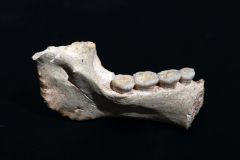 Fossils Ancestor Homo Neanderthals Years North Africa
