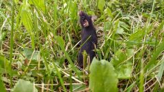 Mice Anxiety Maze Mouse Michael Sheehan Researchers