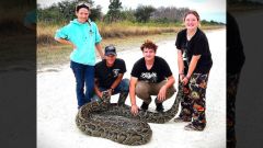 Jackson Snake Florida Foot Big Cypress Python