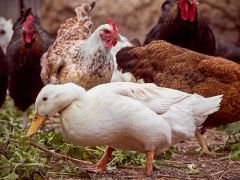 Birds Officials Dukes County Flu Flock Poultry
