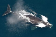 Whales Speed East Coast Vessel Right Whales Regulations