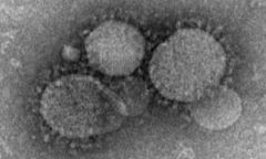 Middle East Transmission Cases Mers Mers Cov Cov