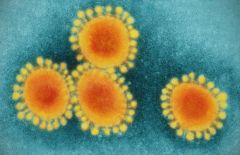 Pandemic Virus Sars Cov Cov China Origins