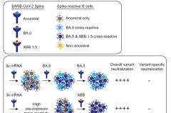 Variants Sars Cov Cov Responses Sars Xbb