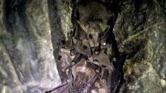 Viruses Bats Humans Pathogens Disease Kidneys