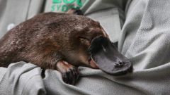 Melanosomes Platypus Scientists Hollow Melanosomes Animal Mammals