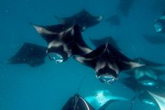 Sharks Species Trade Shark Rays Appendix