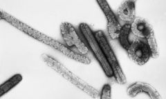 Virus Cases Marburg Outbreak Health Daily Jinka Town
