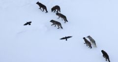 Ravens Wolves Sites Wolf Kill Food