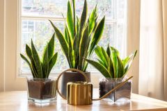 Snake Plant Plants Leaf Cuttings Snake Plant