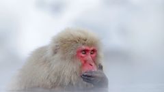 Climate Primates Species Researchers North America Origin