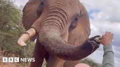 Ol Jogi Elephant Elephants Beer Wildlife Bbc