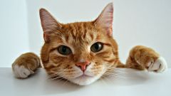 Cats Orange Mutation Arhgap36 Orange Cats Stanford University