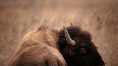 Bison Prairie Burlington Prairie Young Years Herd