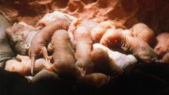 Mole Colony Rats Queen Ter Eacute Queen Naked Mole Rats