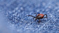 Tick Ticks Disease Diseases Lyme Vaccines