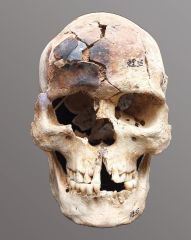 Southeast Asia Egypt Mummies Years Study Nbc News