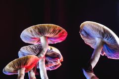 Species Study P Cubensis Researchers Royal Society B