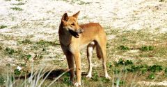 Dingoes Animals Dingo People Todd James Island
