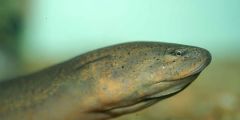 Eel Fish South Florida Species Southeast Asia Frank Mazzotti