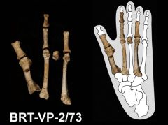 Species Australopithecus Afarensis Australopithecus Deyiremeda Zwnj Foot Toe